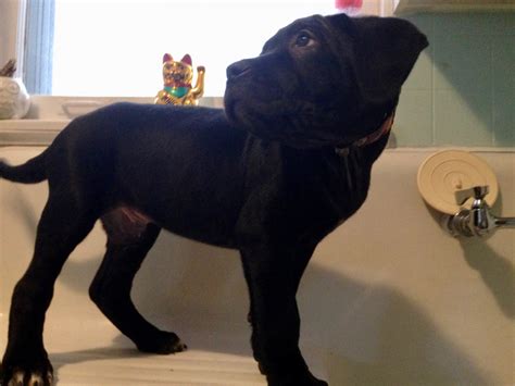 Cane corso for sale chicago - For sale: Two female Cane Corso puppies, both fully registered. These puppies have undergone tail docking and ear cropping procedures. Additionally, they have received all necessary vaccinations and are currently 12 weeks old. The asking price for each puppy is $2000.